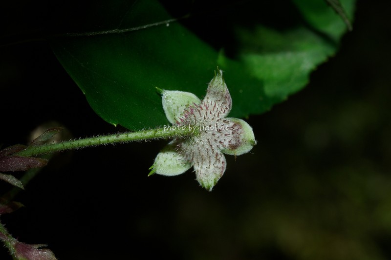 Rubus gressittii photo 6