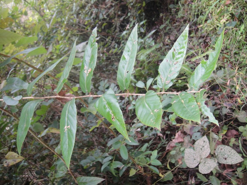 Rubus gressittii photo 7