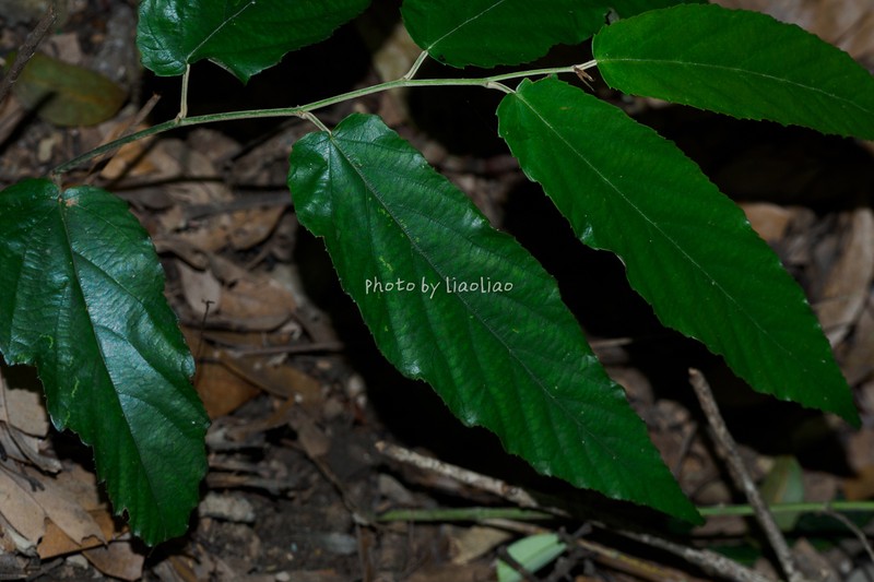 Rubus gressittii photo 8