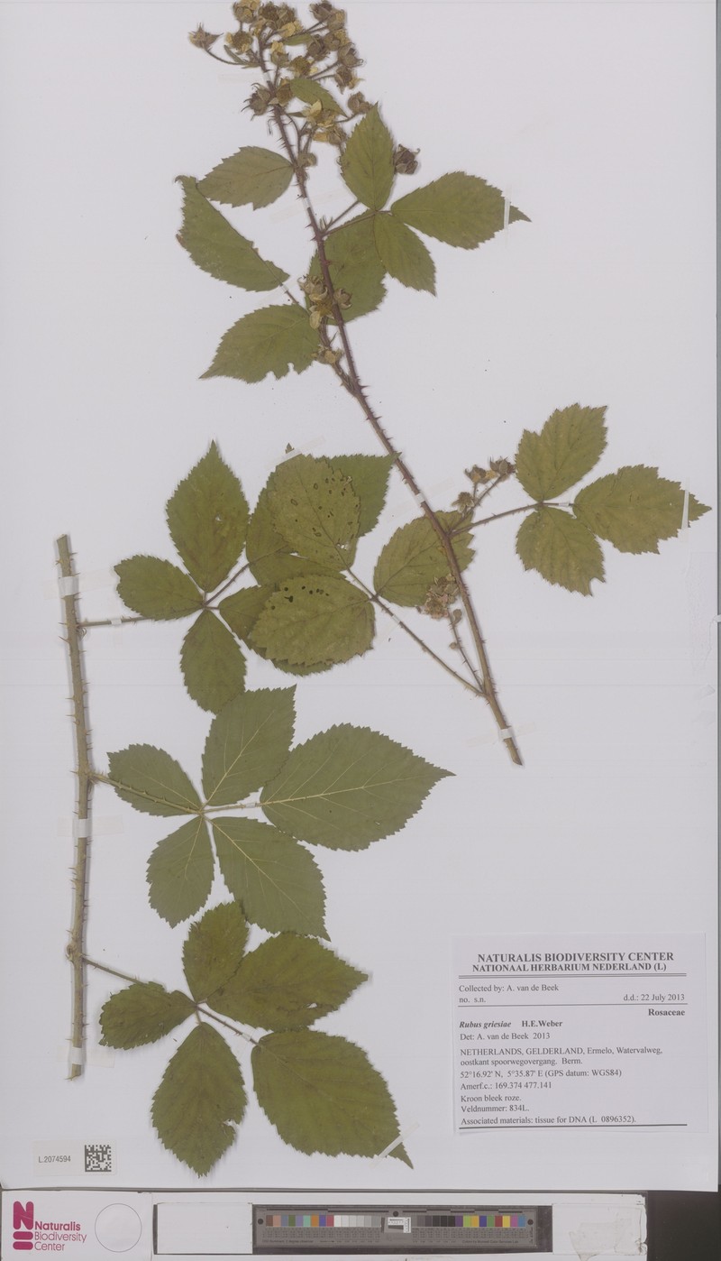 Rubus griesiae