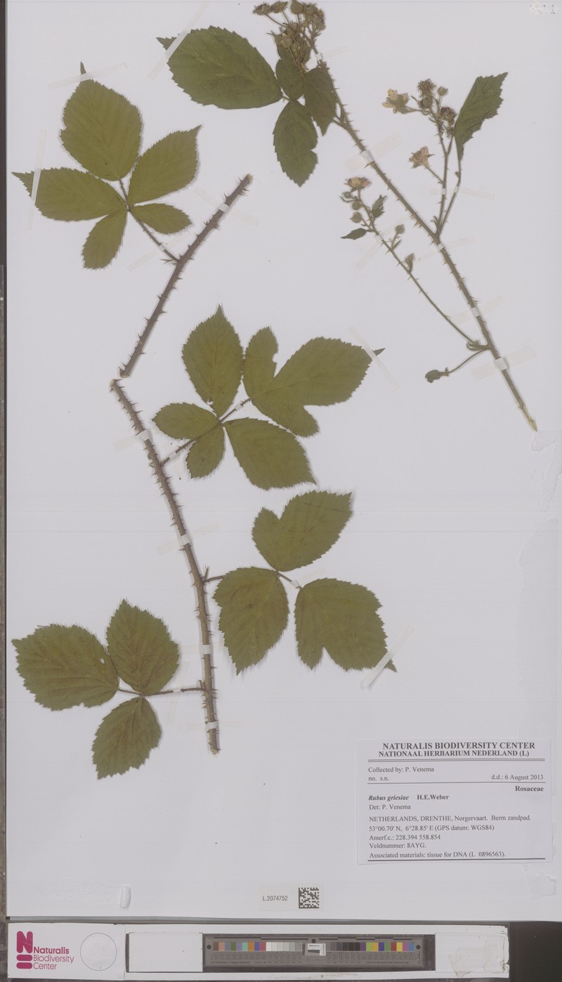 Rubus griesiae photo 2