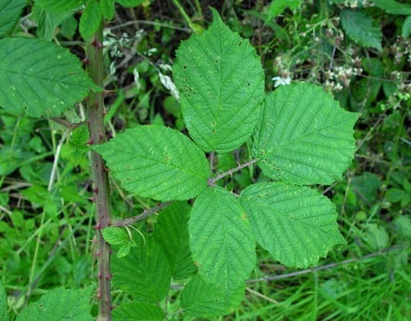 Rubus griffithianus photo 3