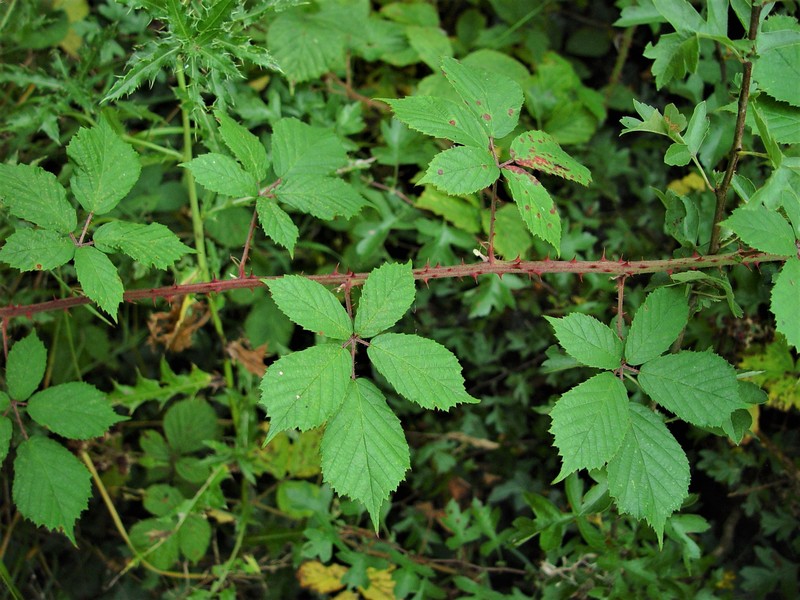 Rubus griffithianus photo 4