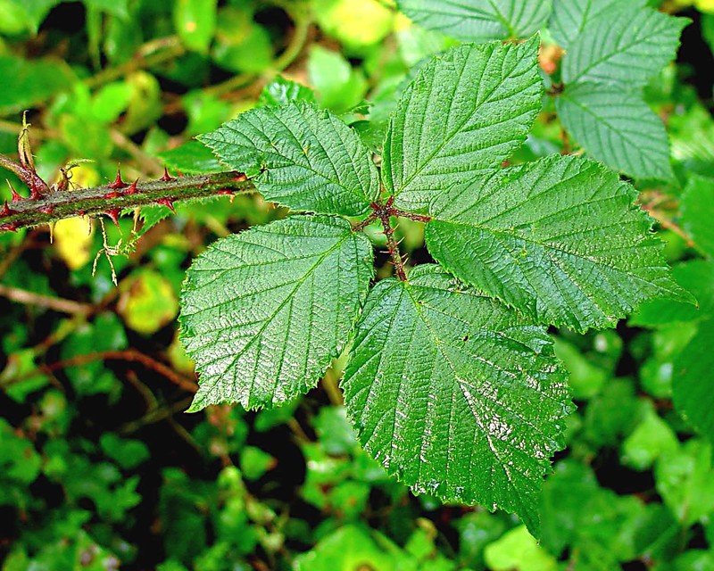 Rubus griffithianus photo 5
