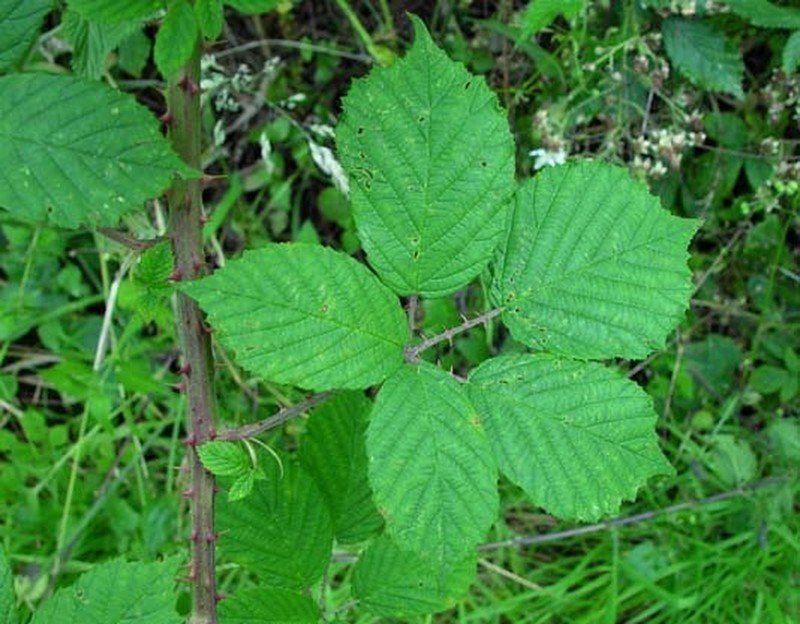 Rubus griffithianus photo 6
