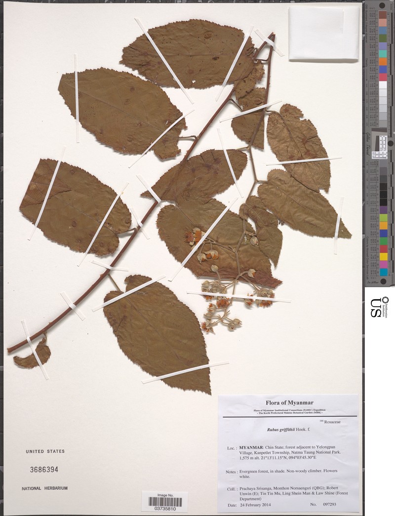 Rubus griffithii