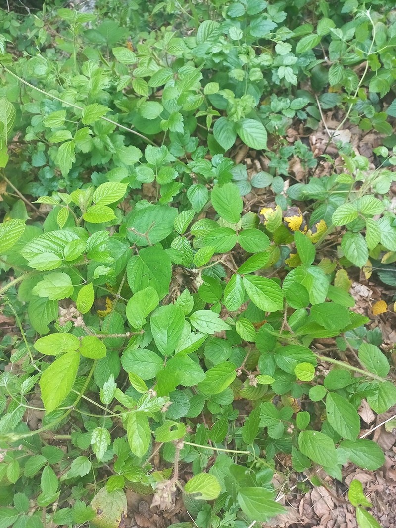 Rubus guentheri