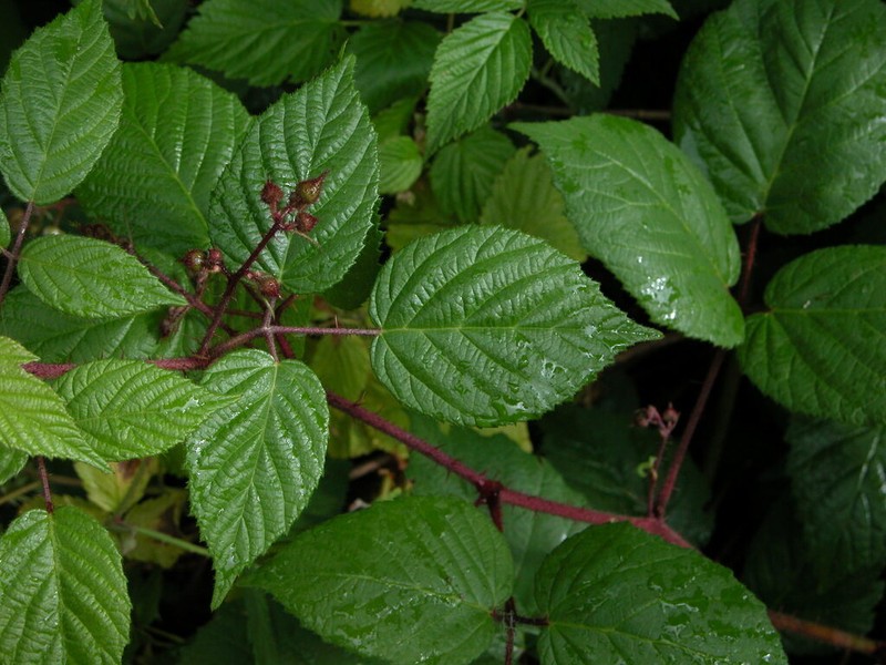 Rubus guentheri photo 2