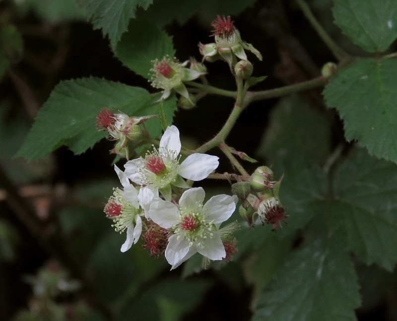 Rubus guentheri photo 3