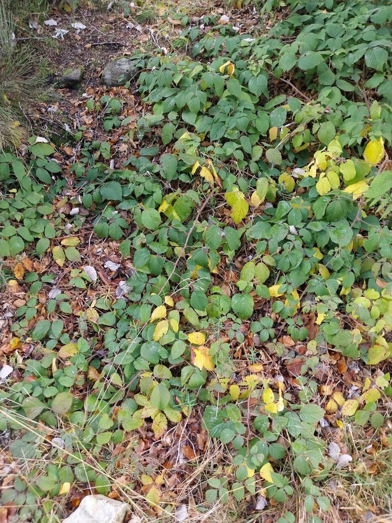 Rubus guentheri photo 4