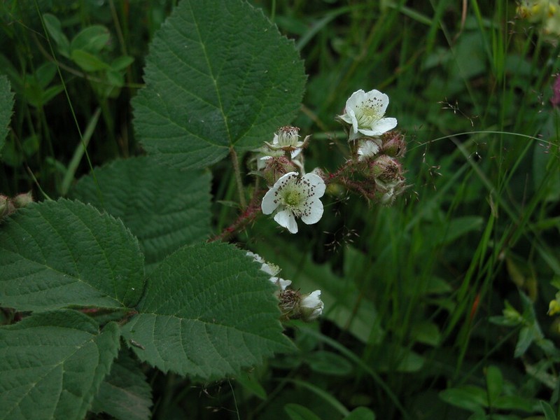 Rubus guentheri photo 5