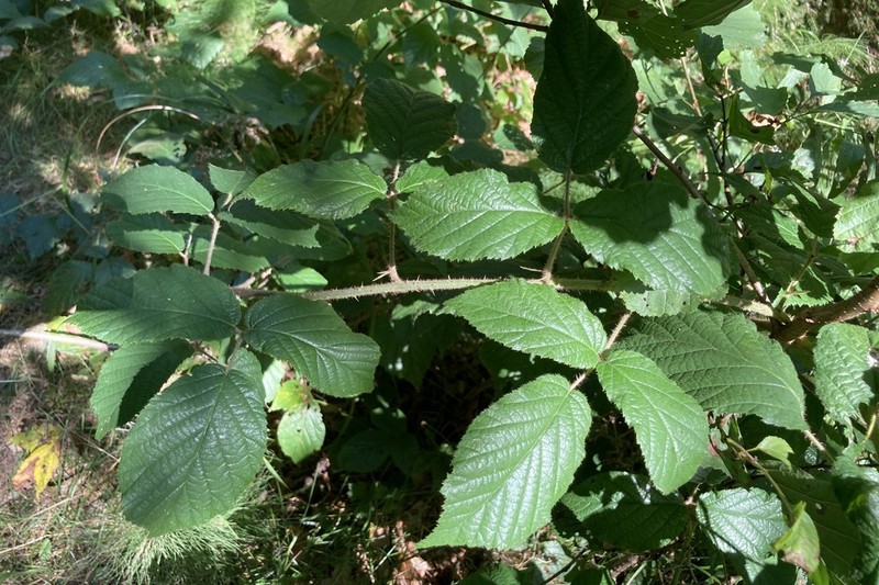 Rubus guentheri photo 6