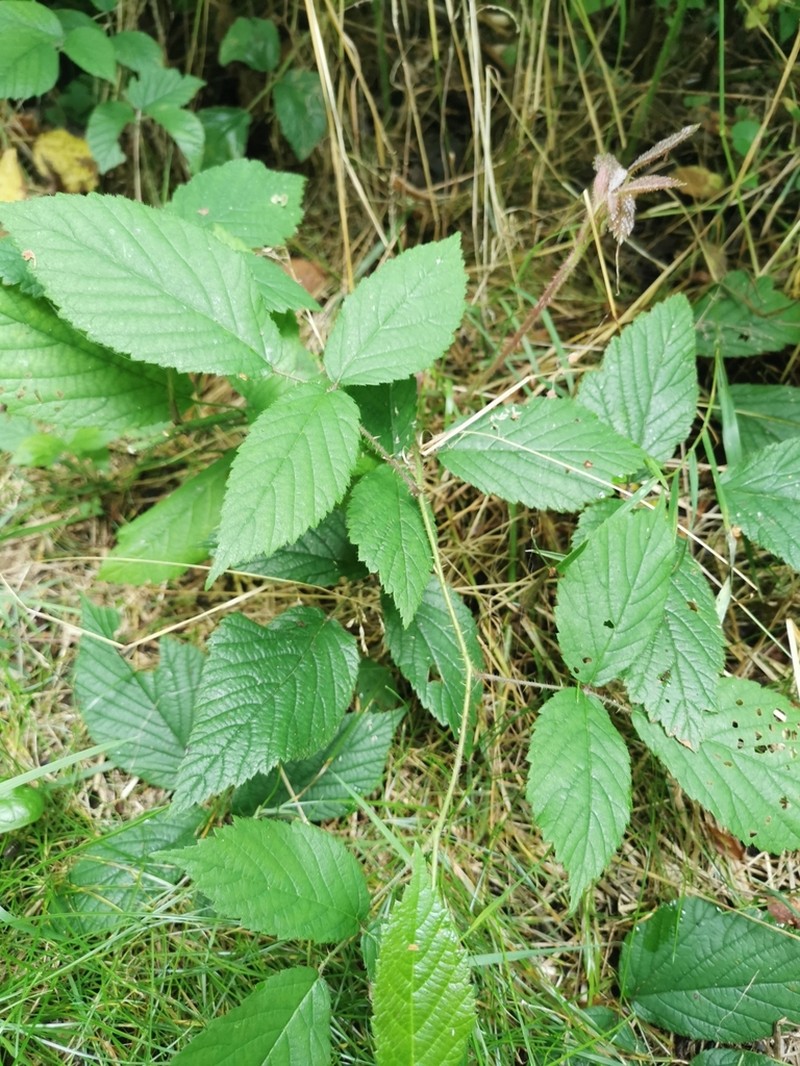 Rubus guentheri photo 7