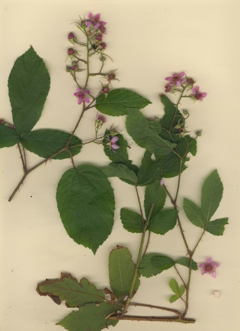 Rubus guentheri photo 8