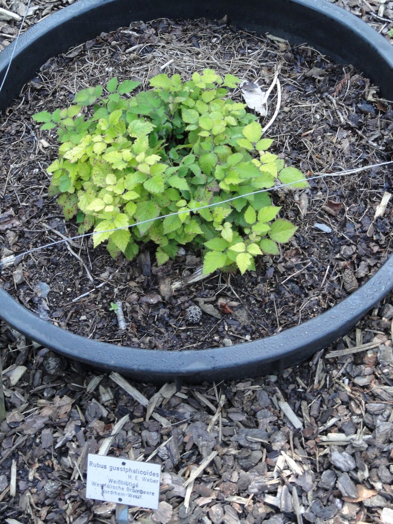Rubus guestphalicoides