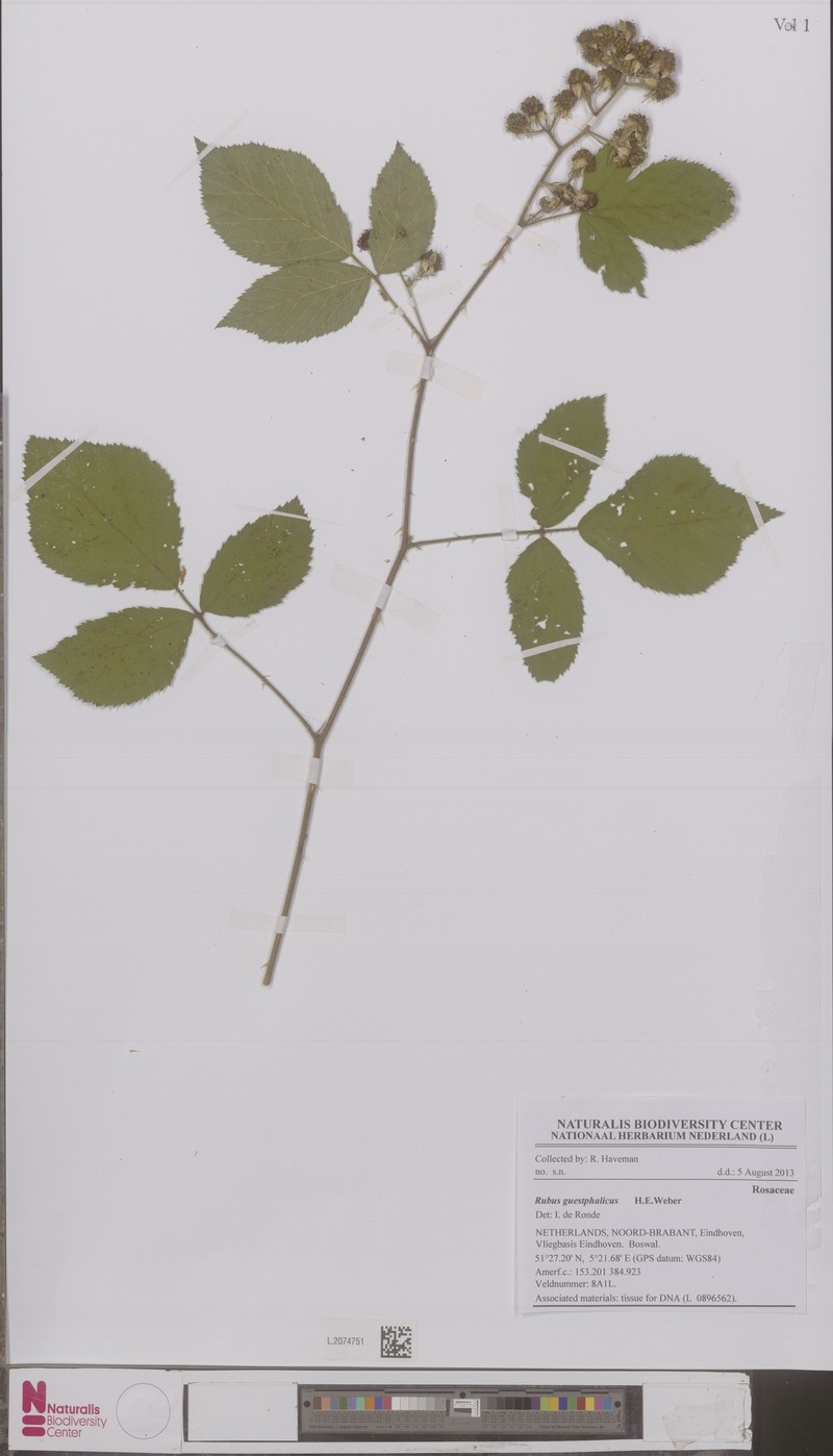 Rubus guestphalicus