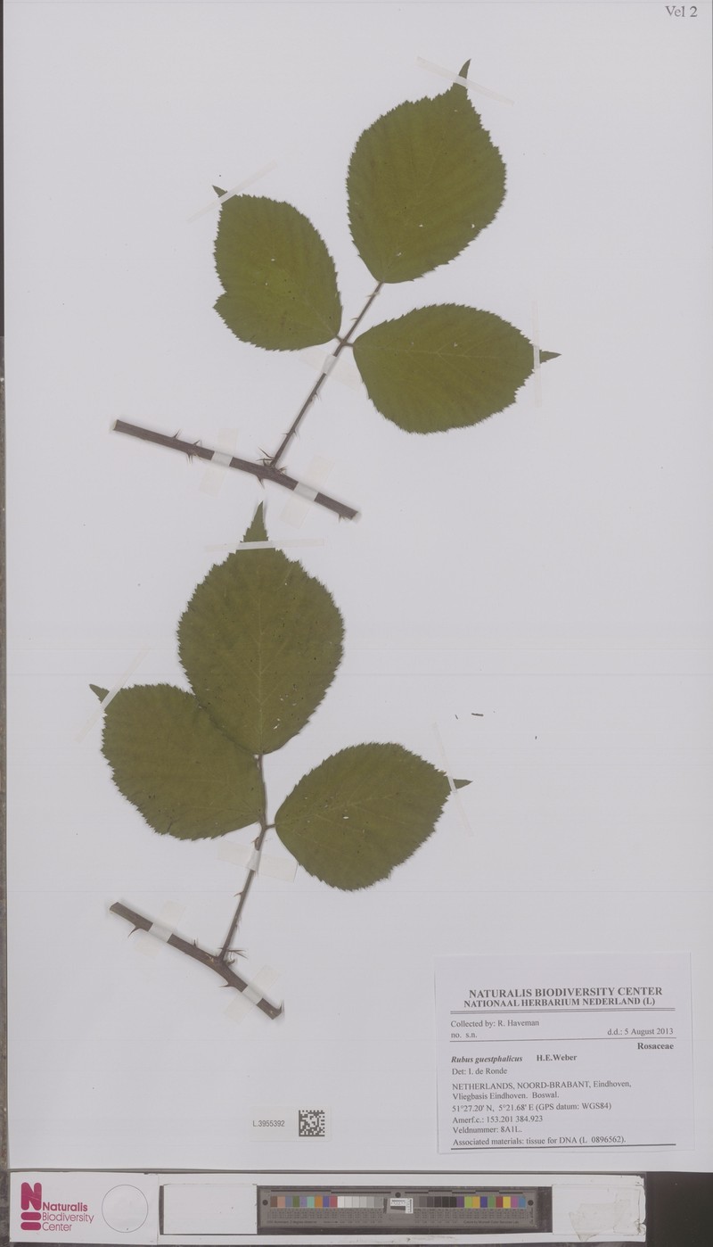 Rubus guestphalicus photo 2