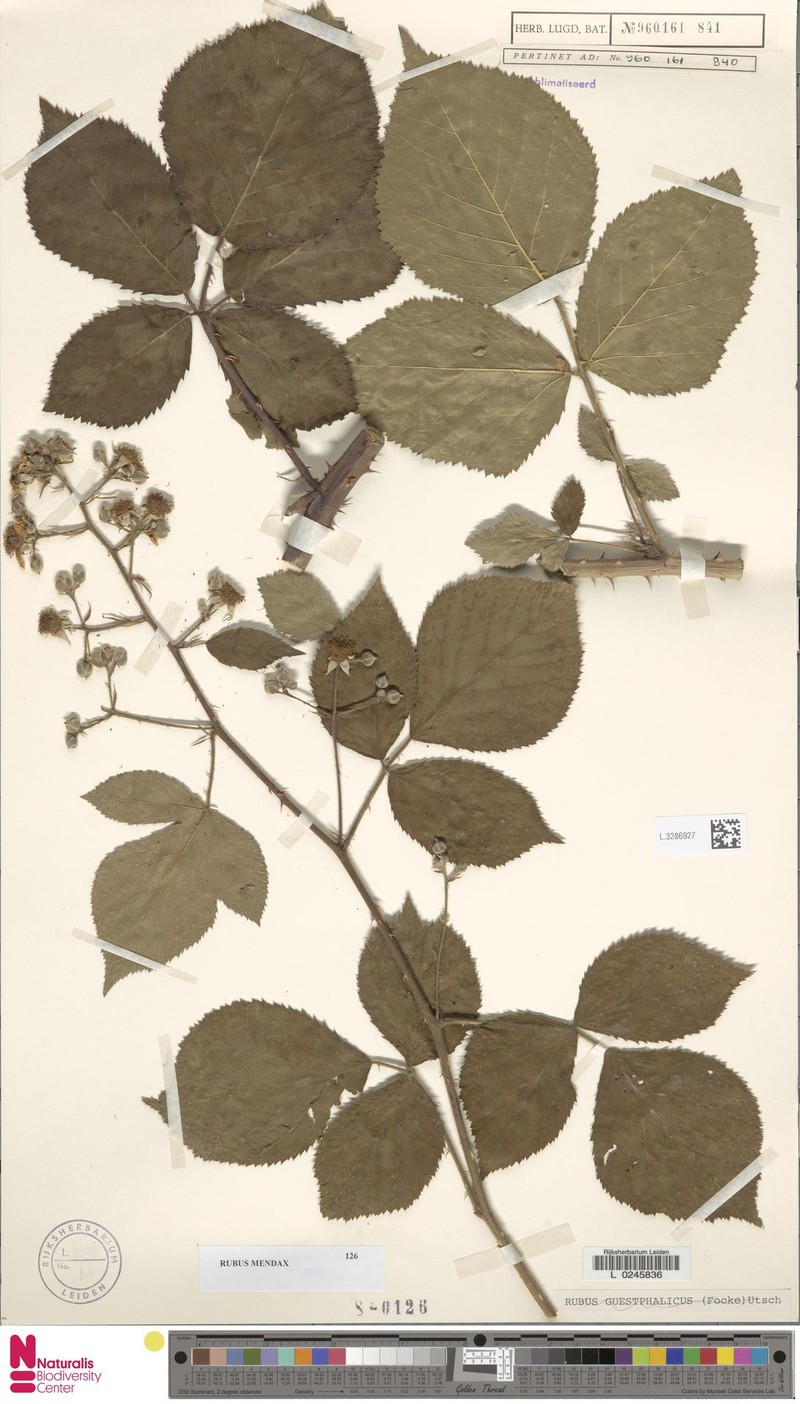 Rubus guestphalicus photo 3