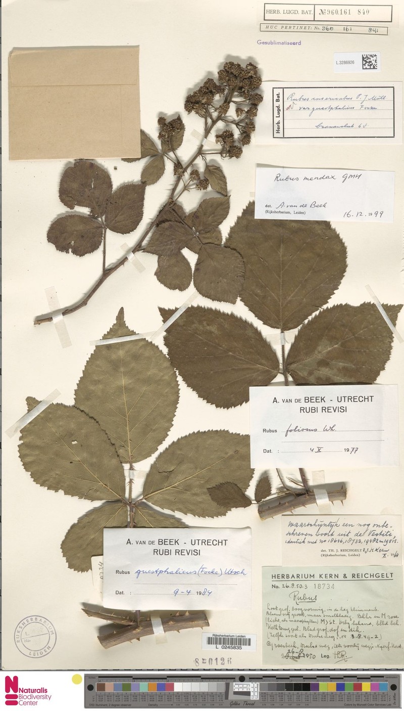 Rubus guestphalicus photo 4