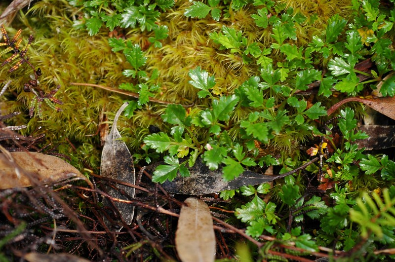 Rubus gunnianus photo 3
