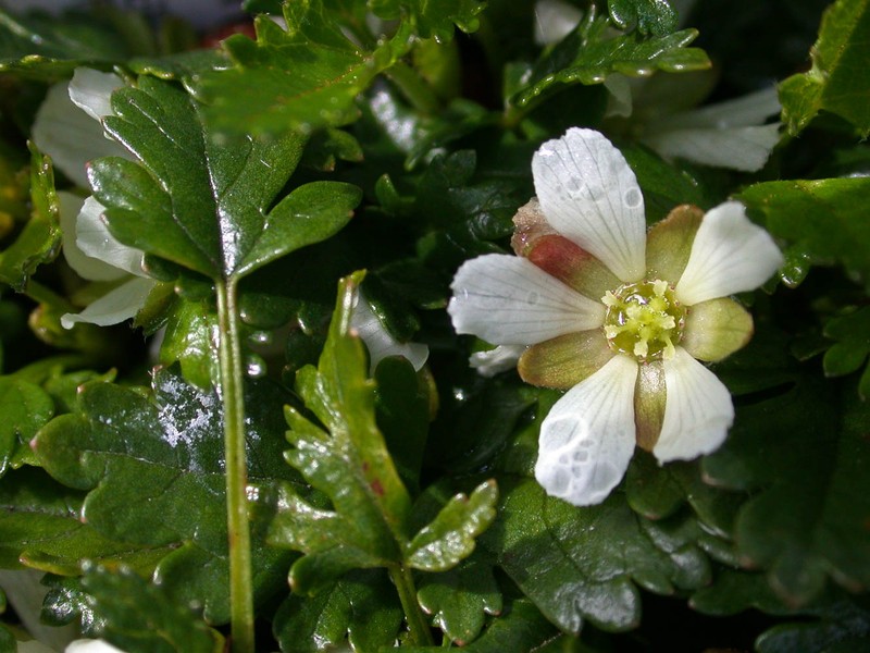 Rubus gunnianus photo 4