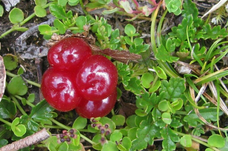 Rubus gunnianus photo 5