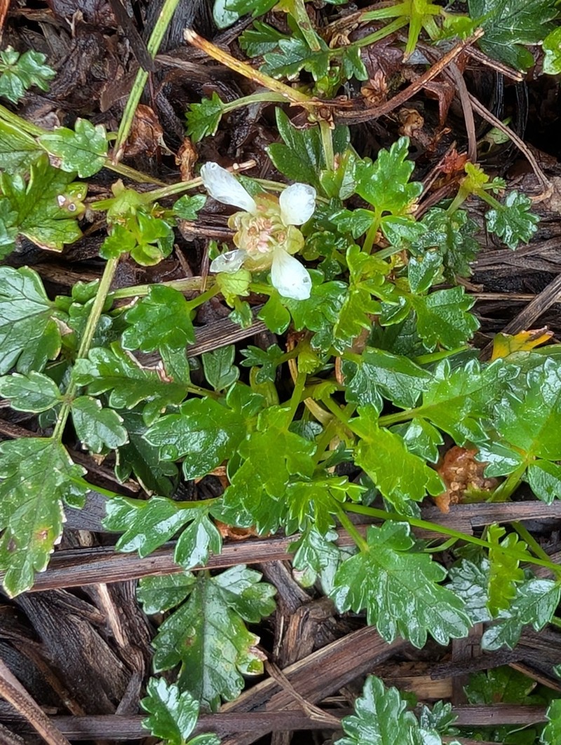 Rubus gunnianus photo 6