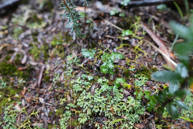 Rubus gunnianus photo 7