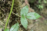 Rubus guyanensis