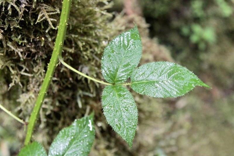 Rubus guyanensis