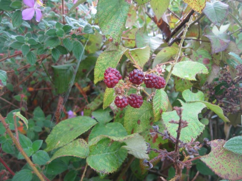 Rubus guyanensis photo 2