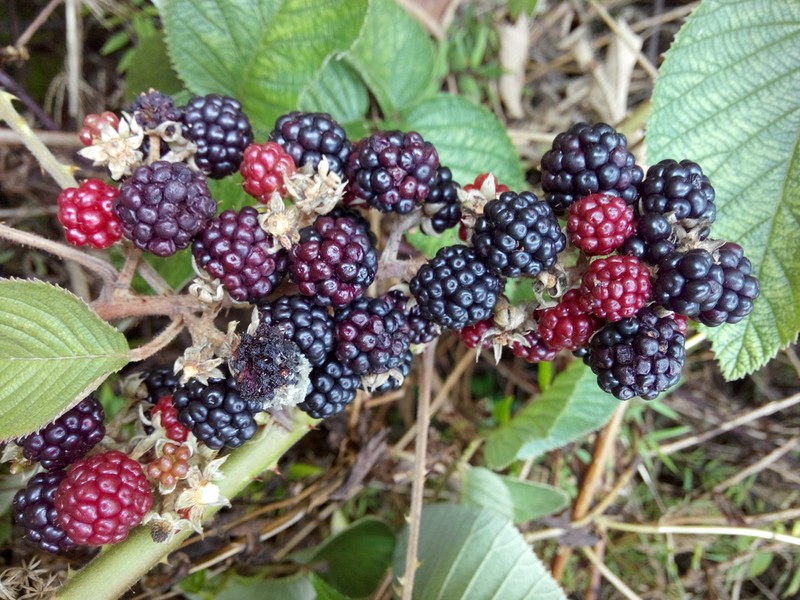 Rubus guyanensis photo 3
