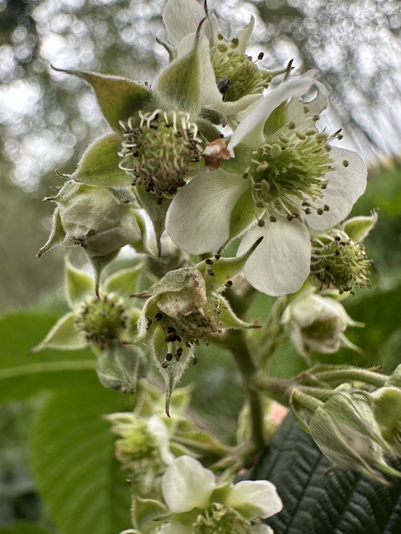 Rubus guyanensis photo 4
