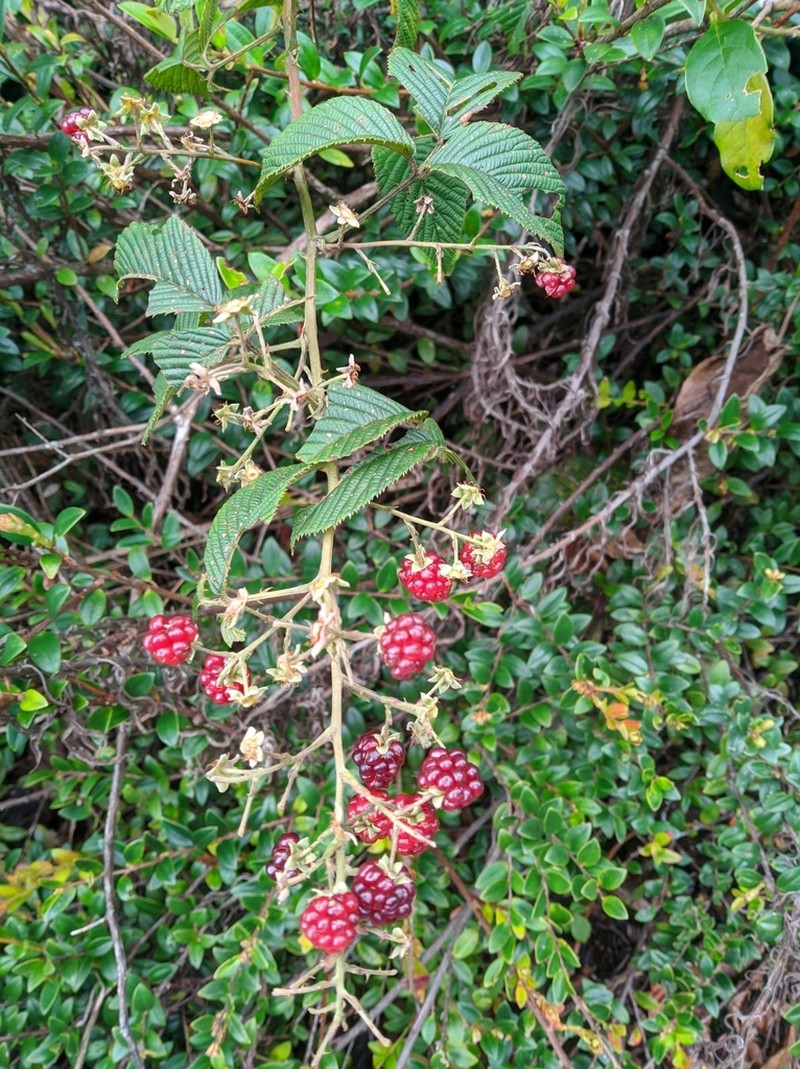 Rubus guyanensis photo 5