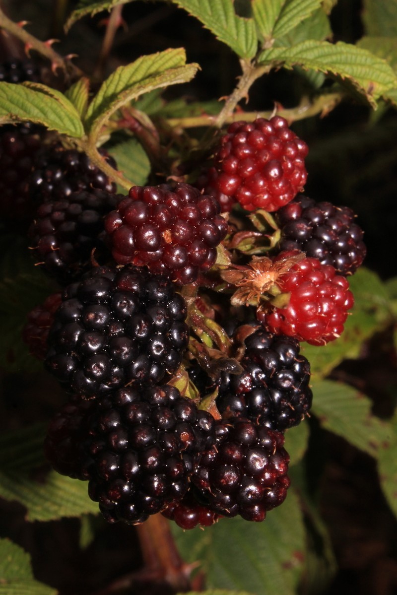 Rubus guyanensis photo 6