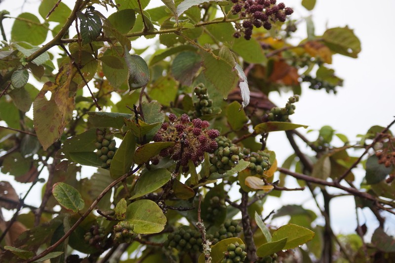 Rubus guyanensis photo 7