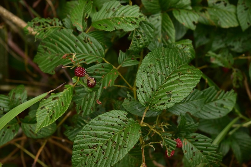 Rubus guyanensis photo 8