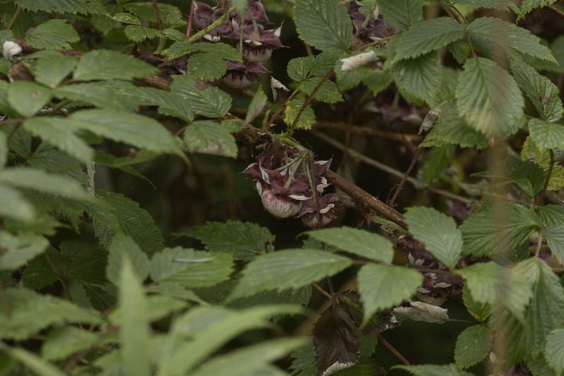 Rubus gyamdaensis