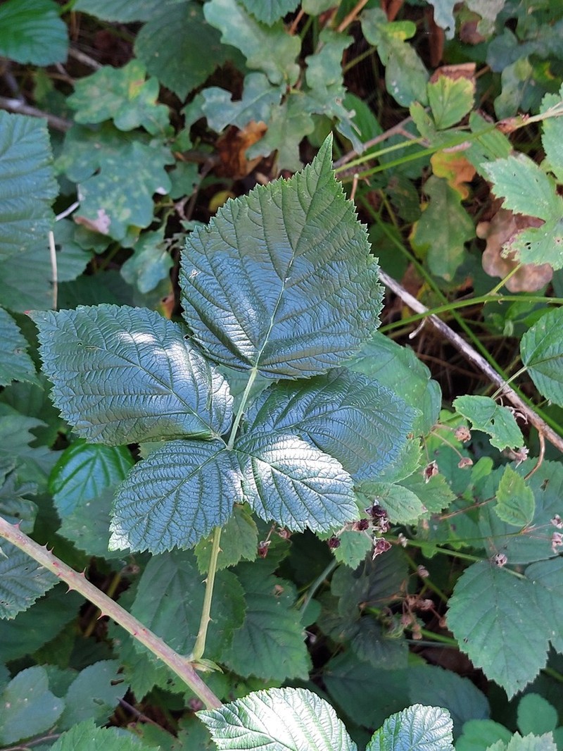 Rubus hadracanthos photo 2