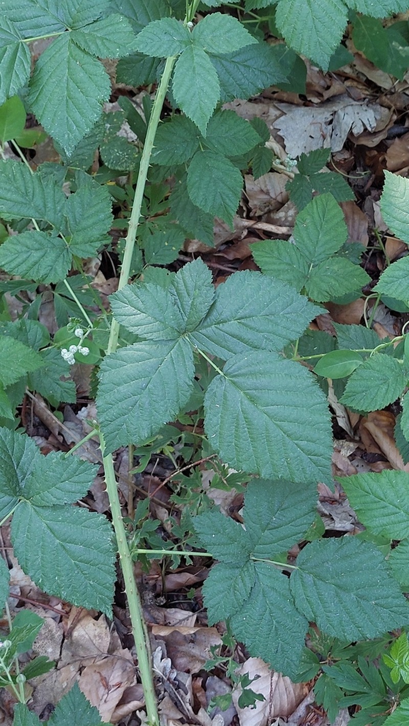 Rubus hadracanthos photo 3
