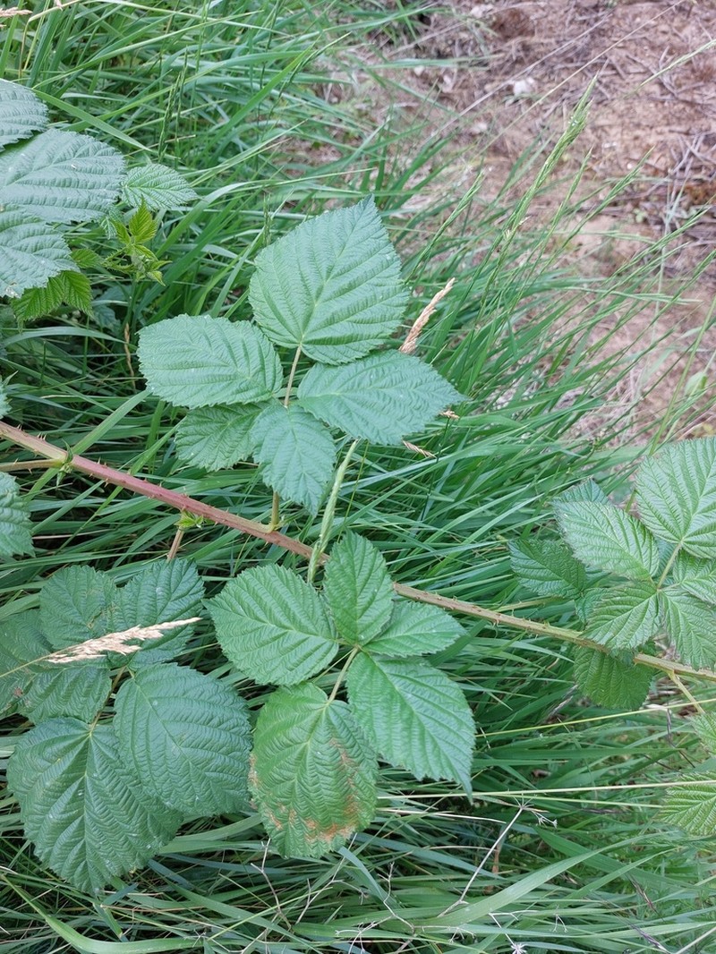 Rubus hadracanthos photo 4