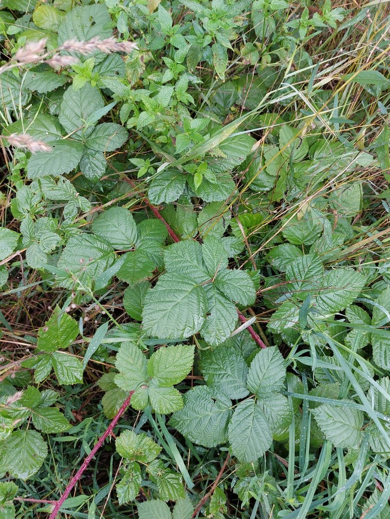 Rubus hadracanthos photo 5