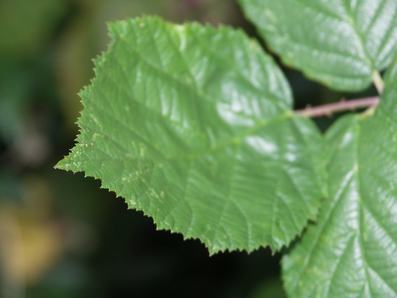 Rubus hadracanthos photo 6