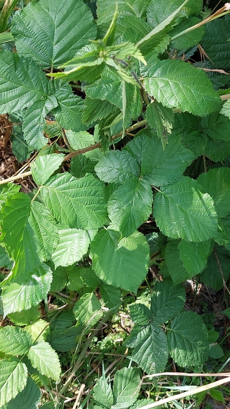 Rubus hadracanthos photo 7
