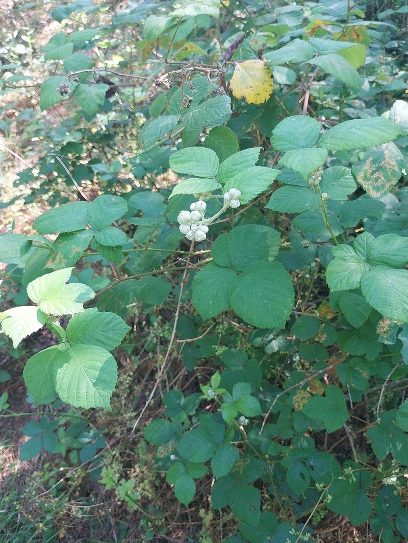 Rubus hadracanthos photo 8