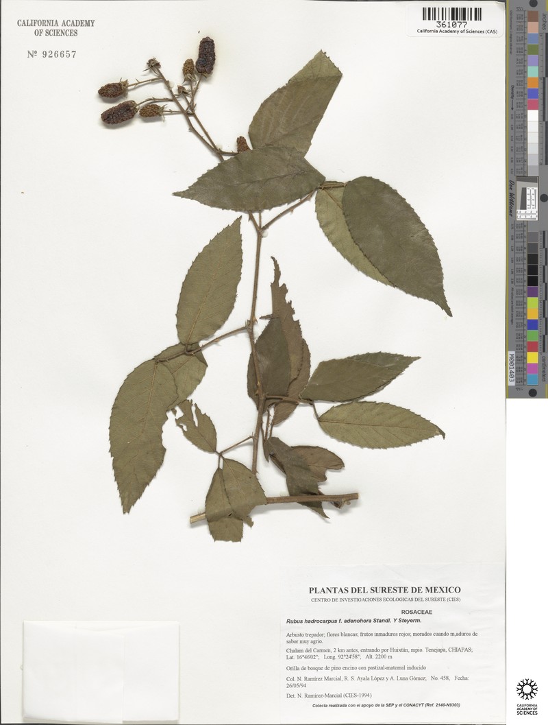 Rubus hadrocarpus