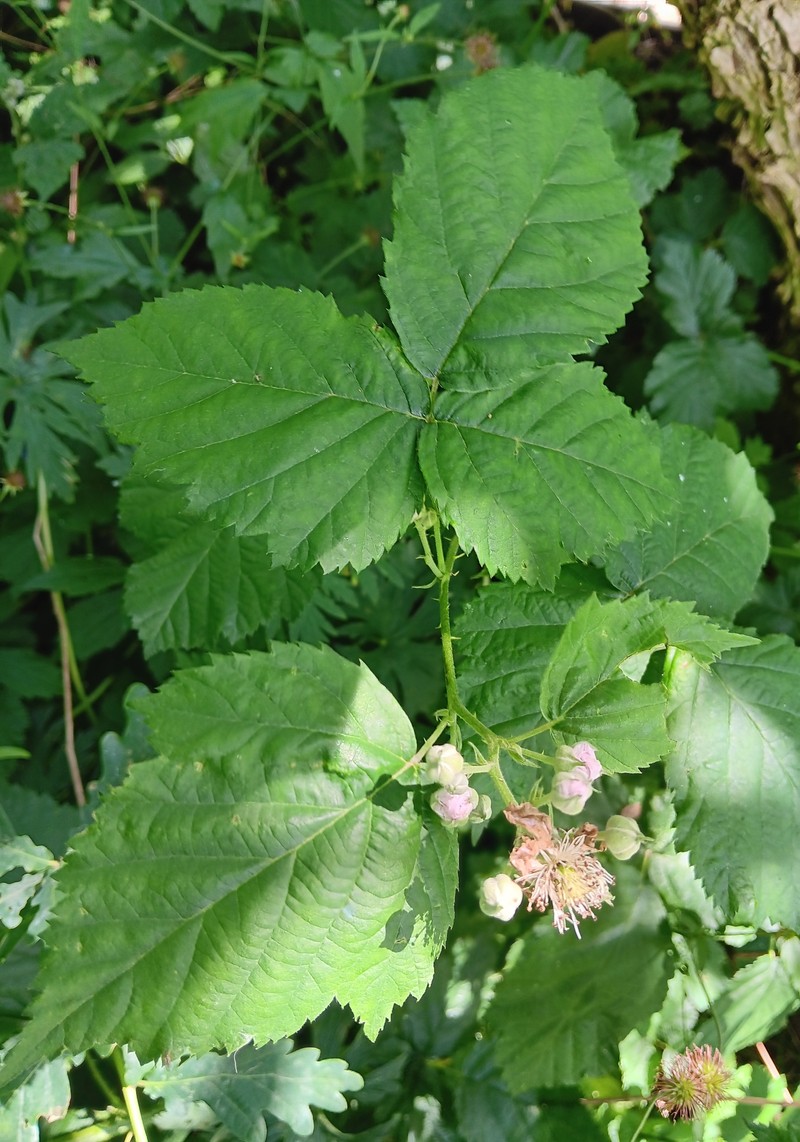 Rubus haesitans