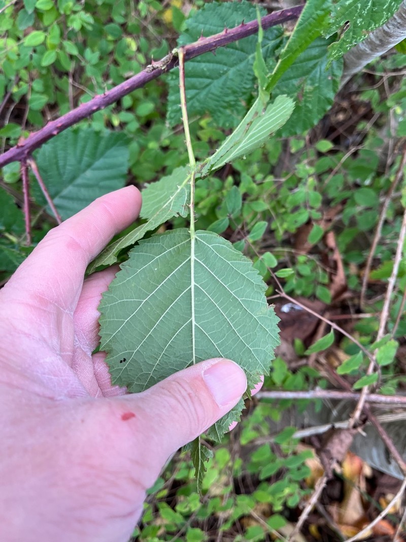 Rubus haesitans photo 2
