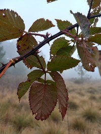 Rubus haitiensis