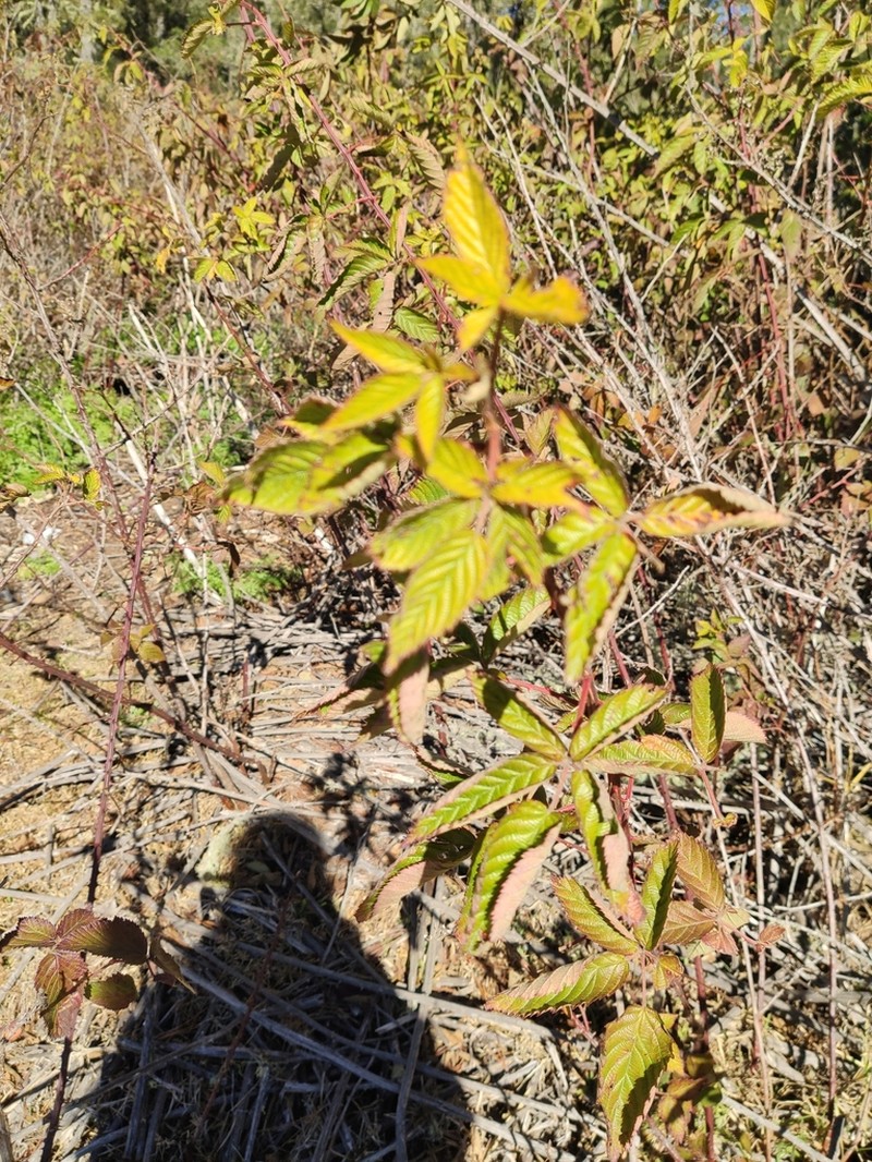 Rubus haitiensis photo 2